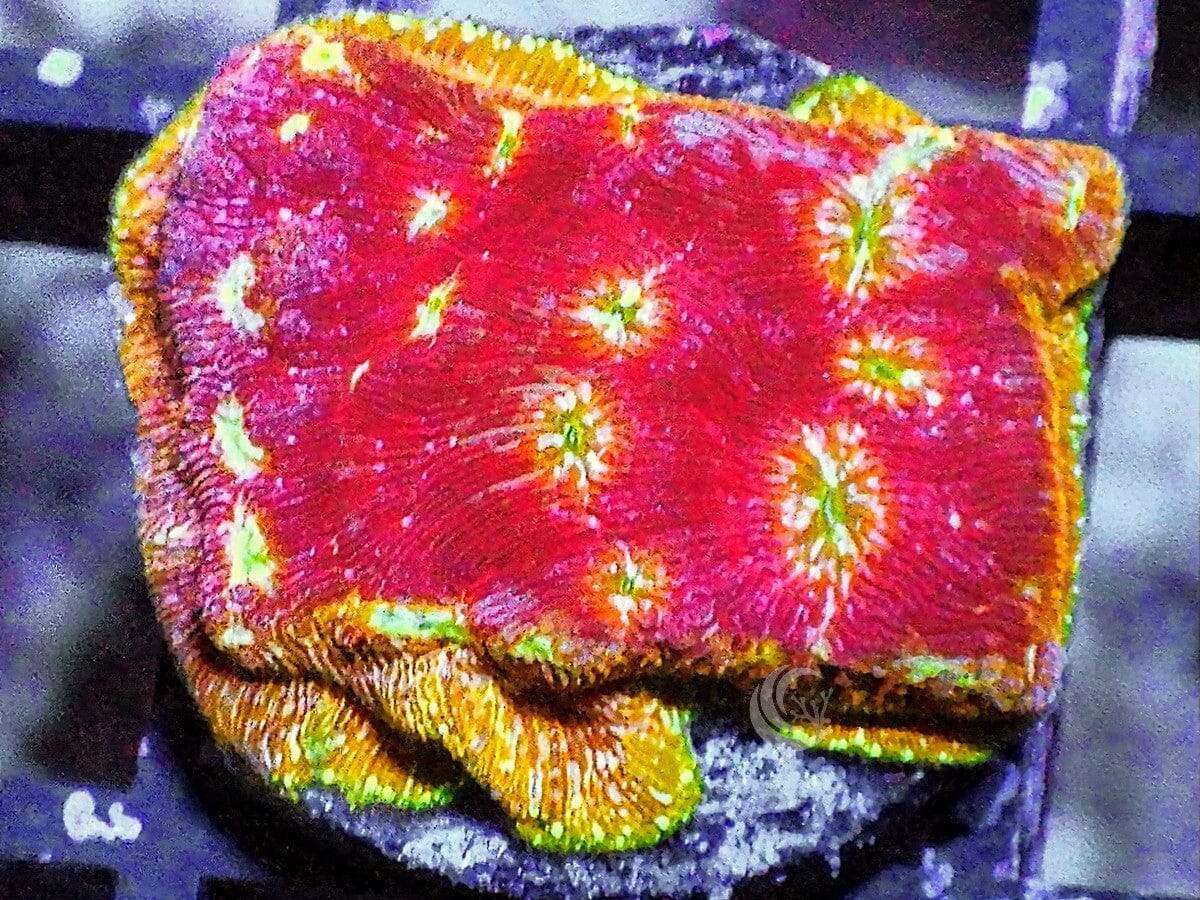 Clepto Leptoseris