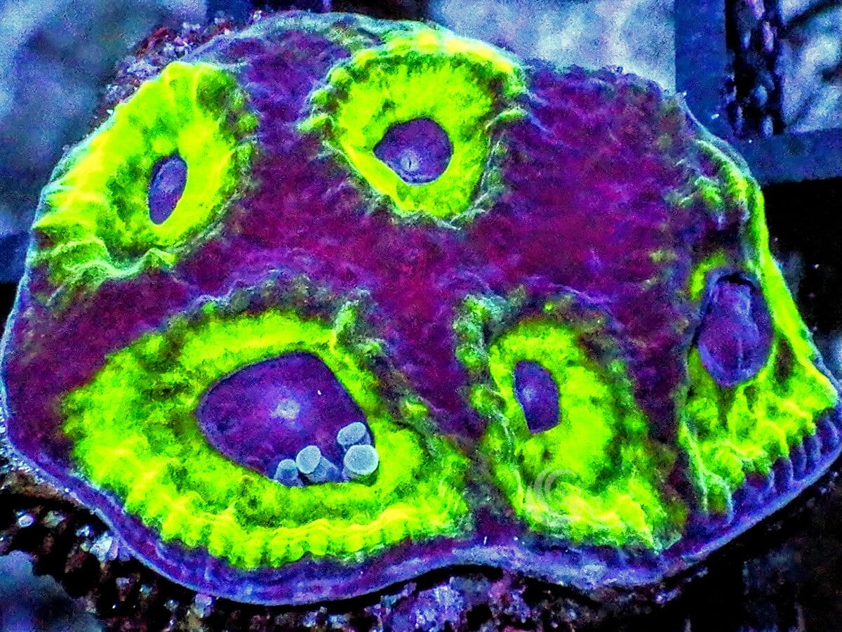 Owl Eye Favia
