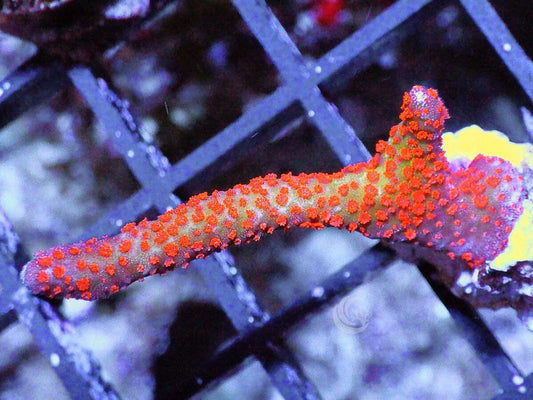 Sunset Branching Montipora