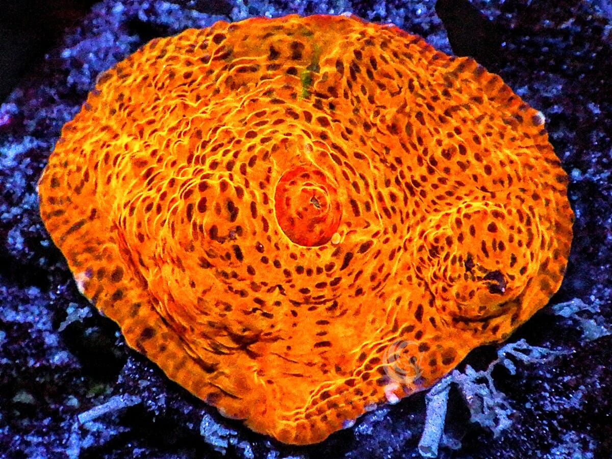 Orange Leopard Chalice