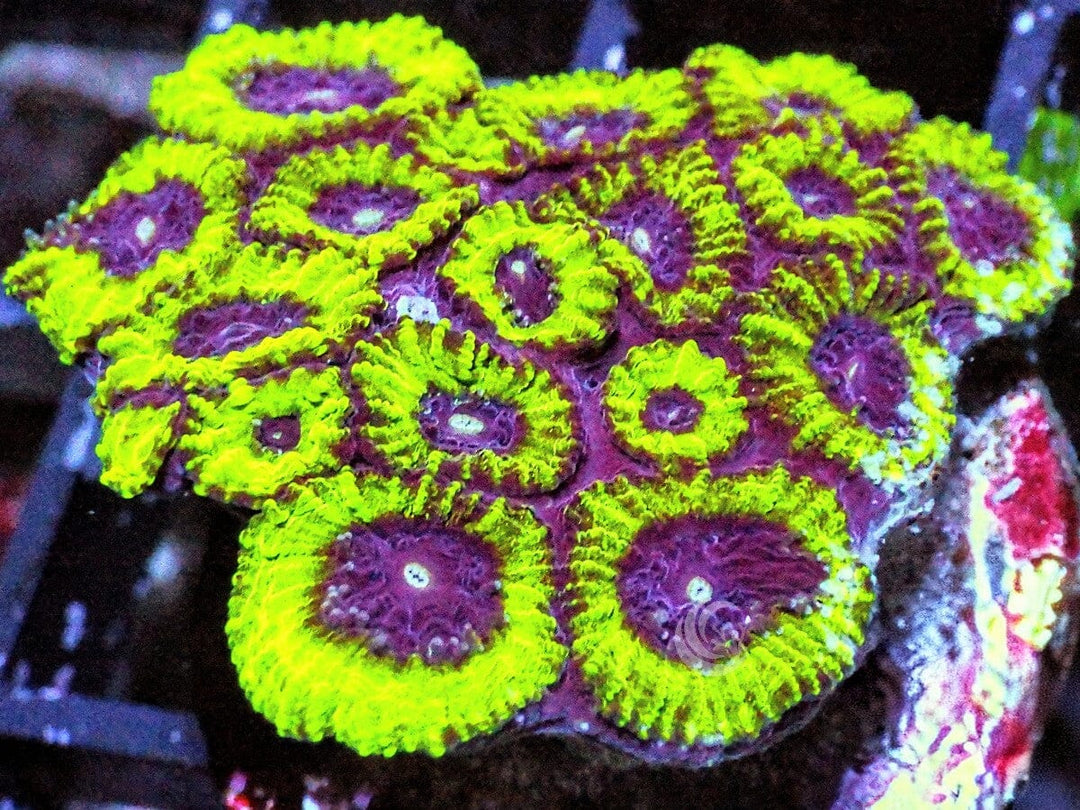 Neon Pleiastrea