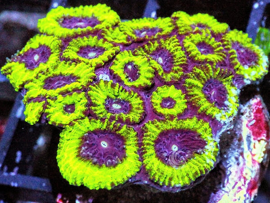 Neon Pleiastrea