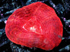 Red Velvet Acan bowerbanki