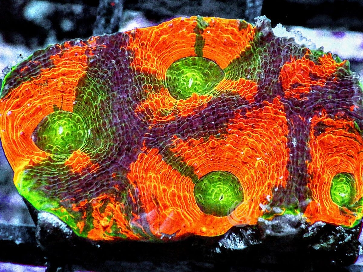 Mesmerizing Acan echinata