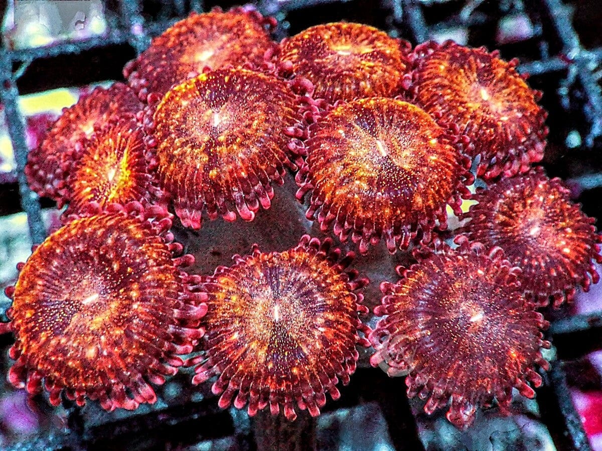 Galaxy Explosion Zoanthids