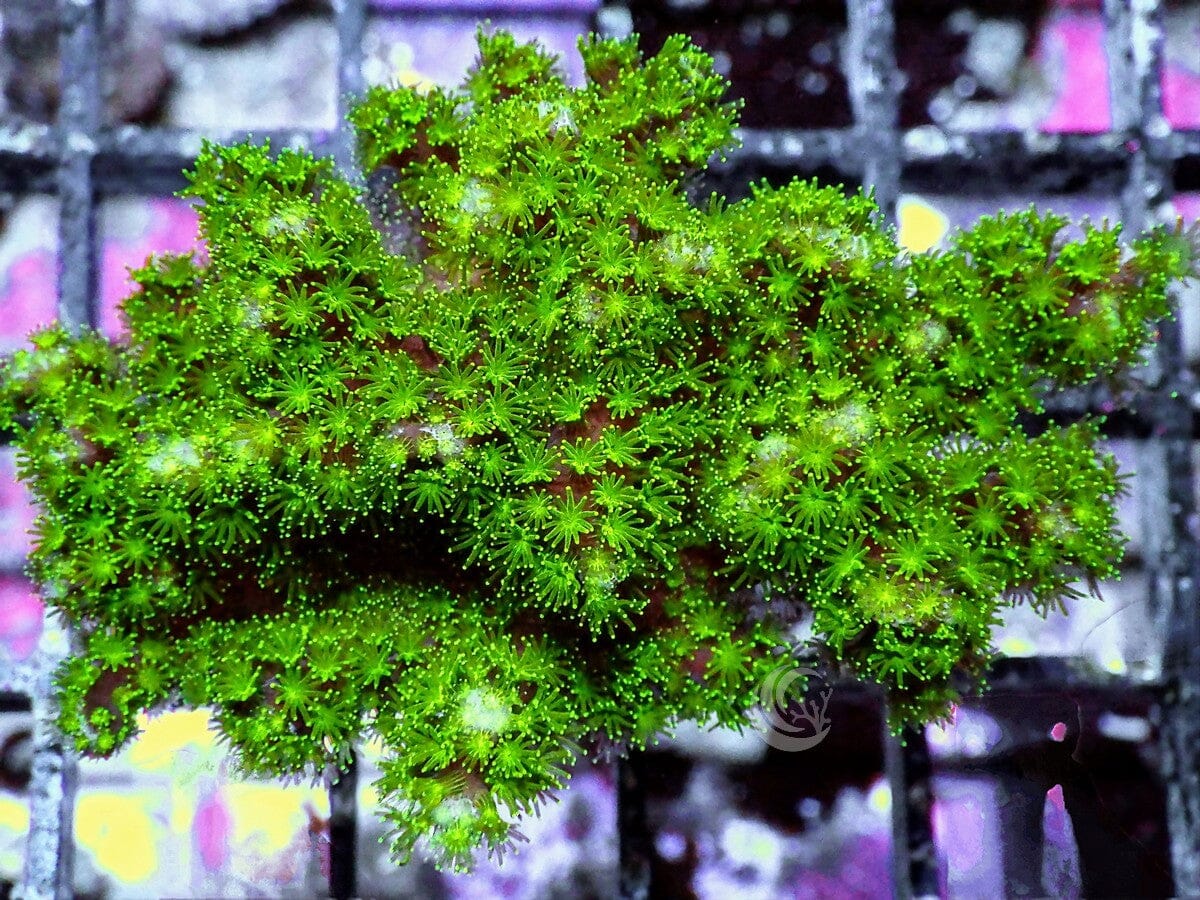 Fuzzball Emerald Pocillopora