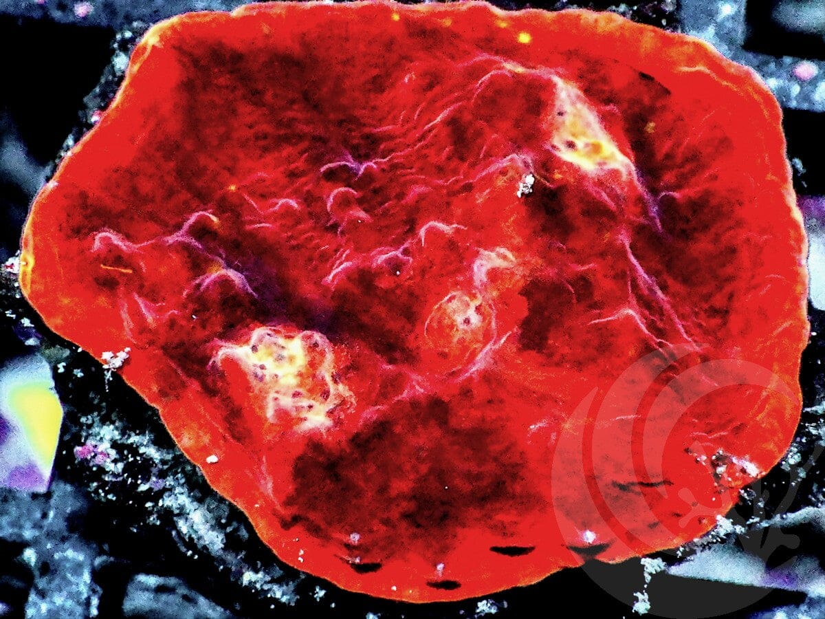 Flaming Lava Chalice