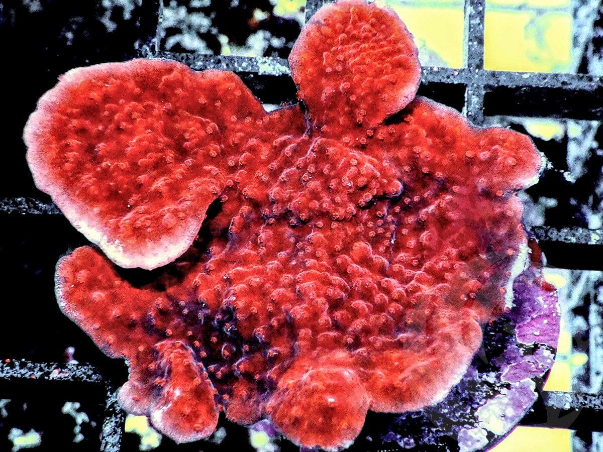 Blood Pool Montipora
