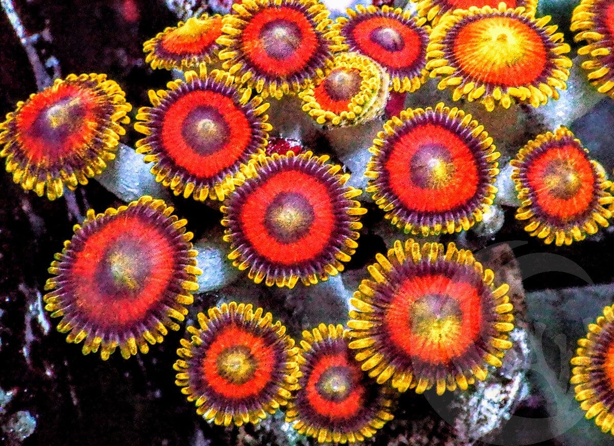 Eagle Eye Zoanthids