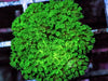 Green Pocillopora verracusa