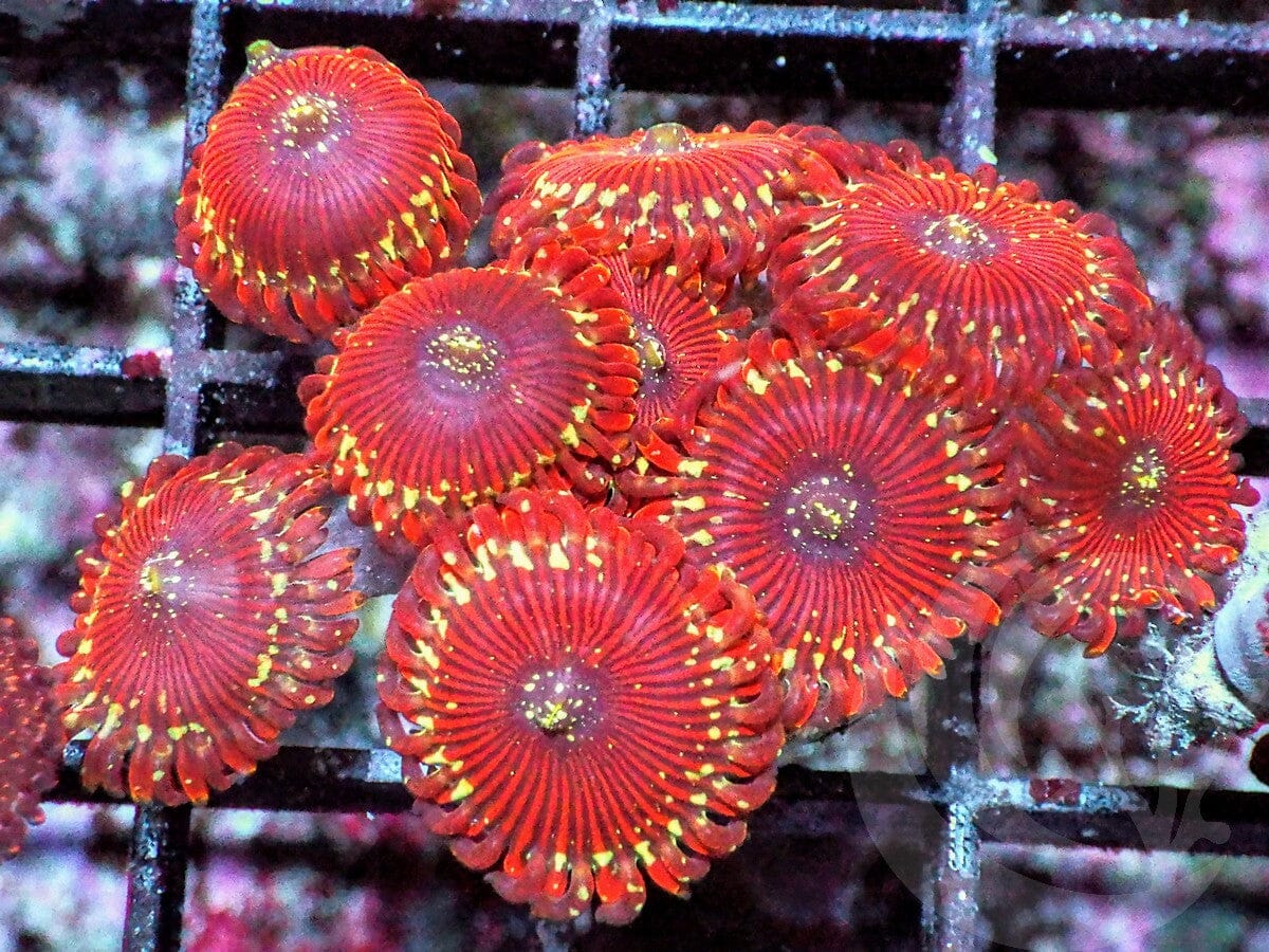Magician Zoanthids