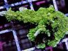 Green Branching Montipora