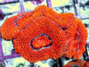 Orange Acan lordhowensis