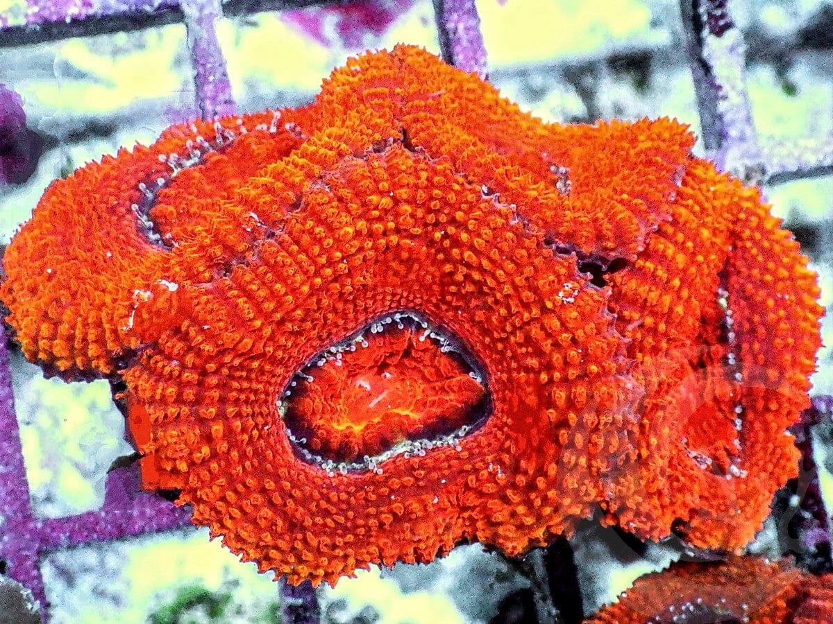 Orange Acan lordhowensis