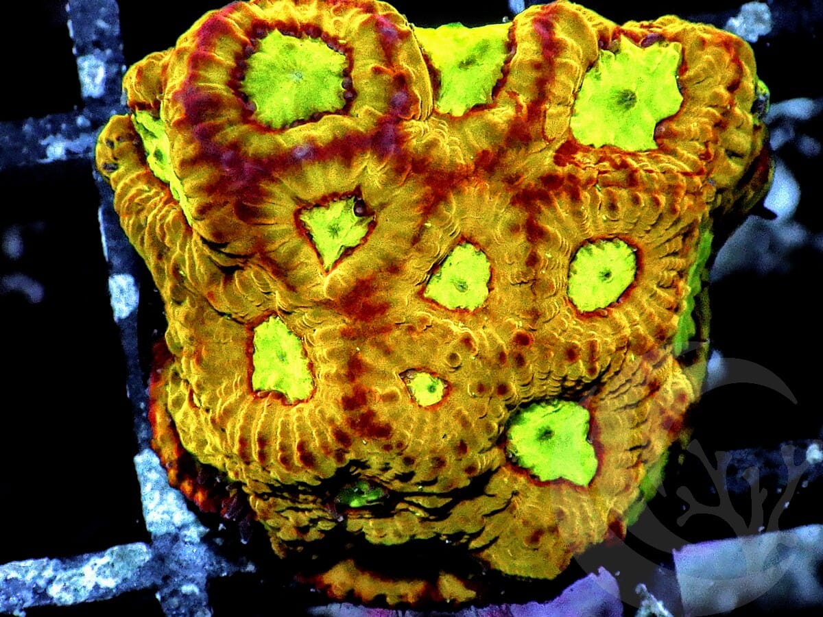 Fire Breathing Favites