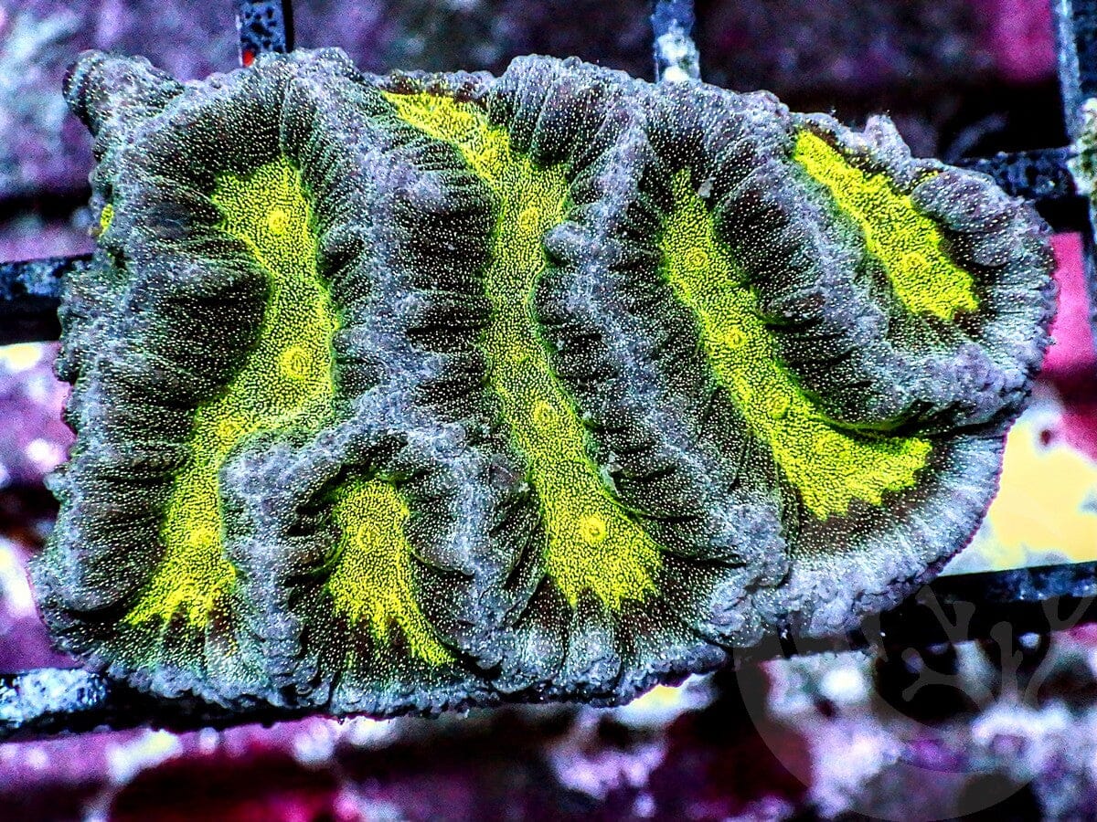 Tricolor Maze Brain