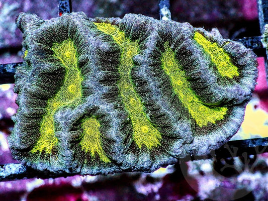 Tricolor Maze Brain