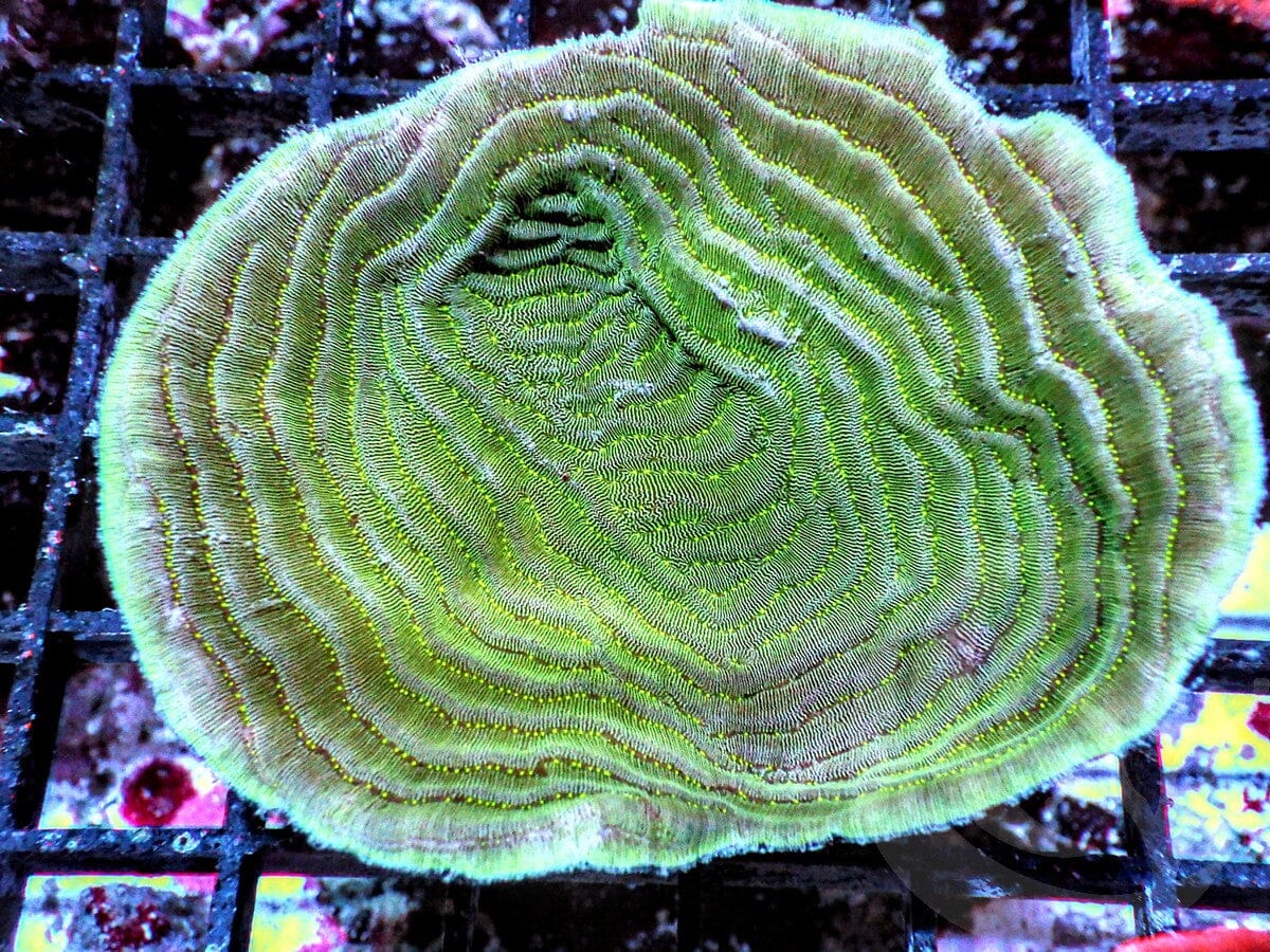 Green Elephant Skin Pachyseris