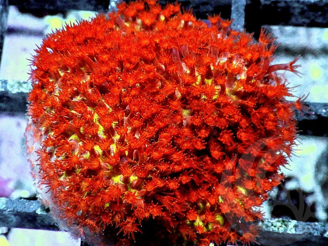 Burning Banana Sylocoeniella