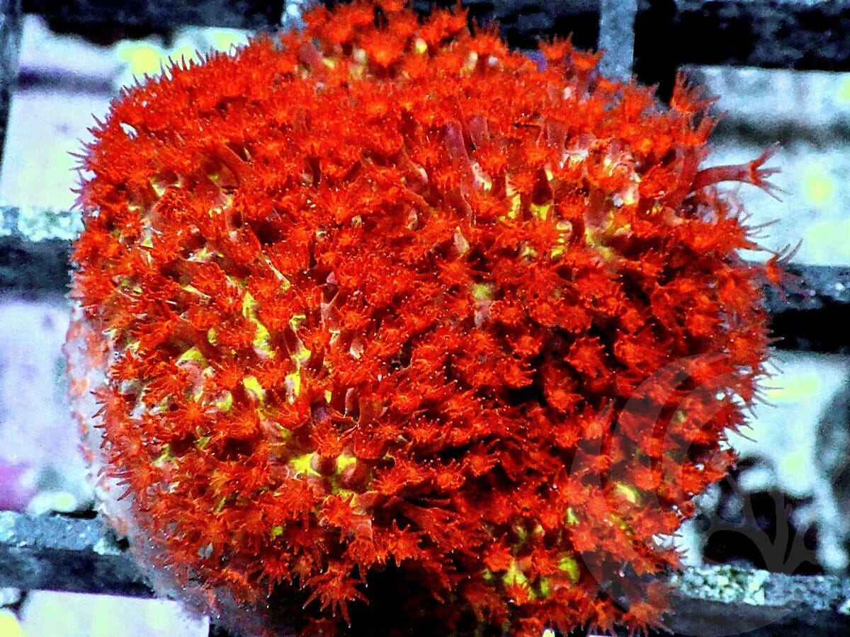 Burning Banana Sylocoeniella