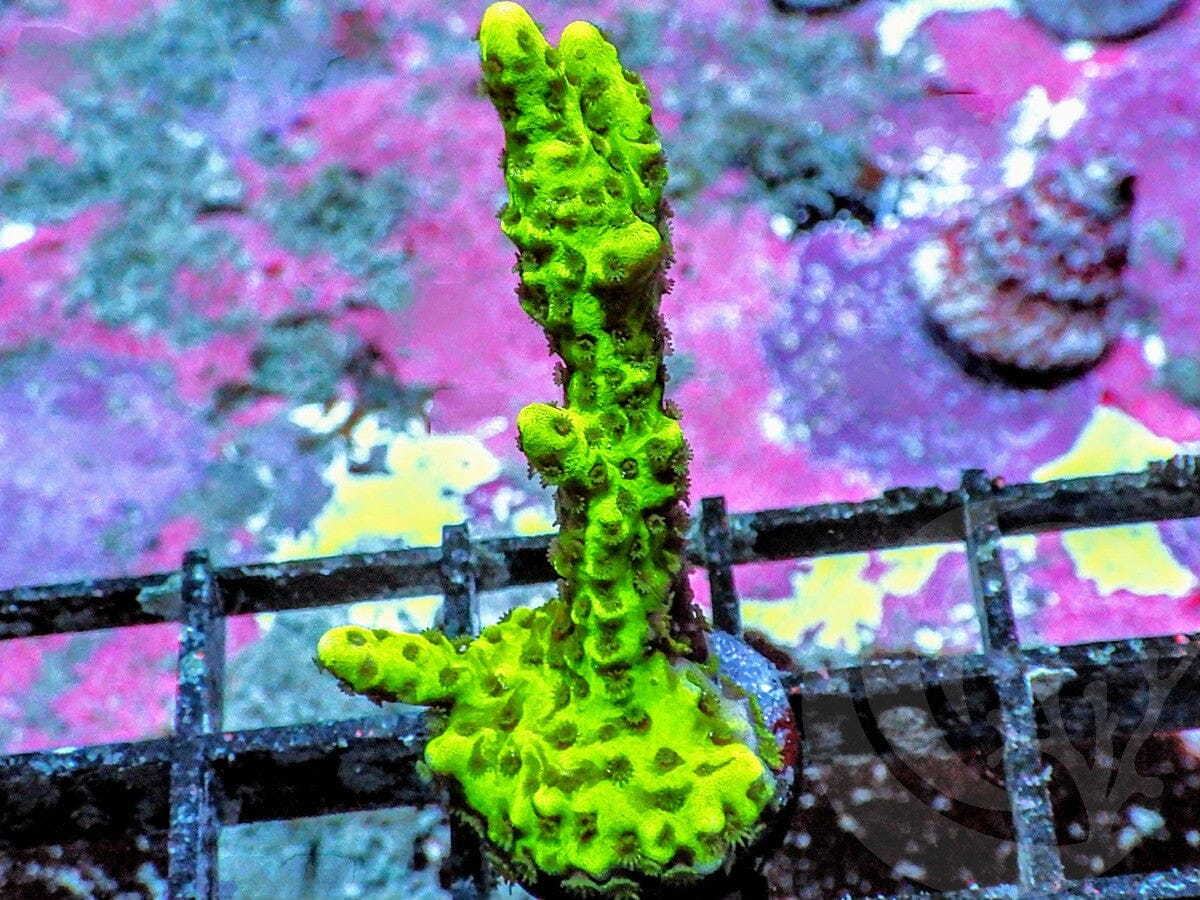 Neon Anacropora