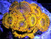 Glow Gold Krak Zoanthids