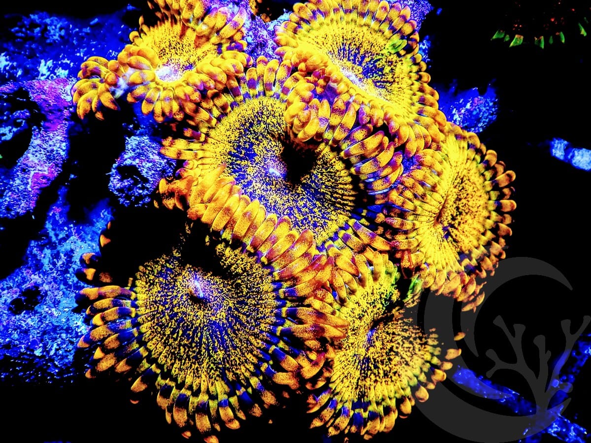 Glow Gold Krak Zoanthids
