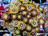 Zoanthid Combo