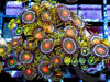 Zoanthid Combo