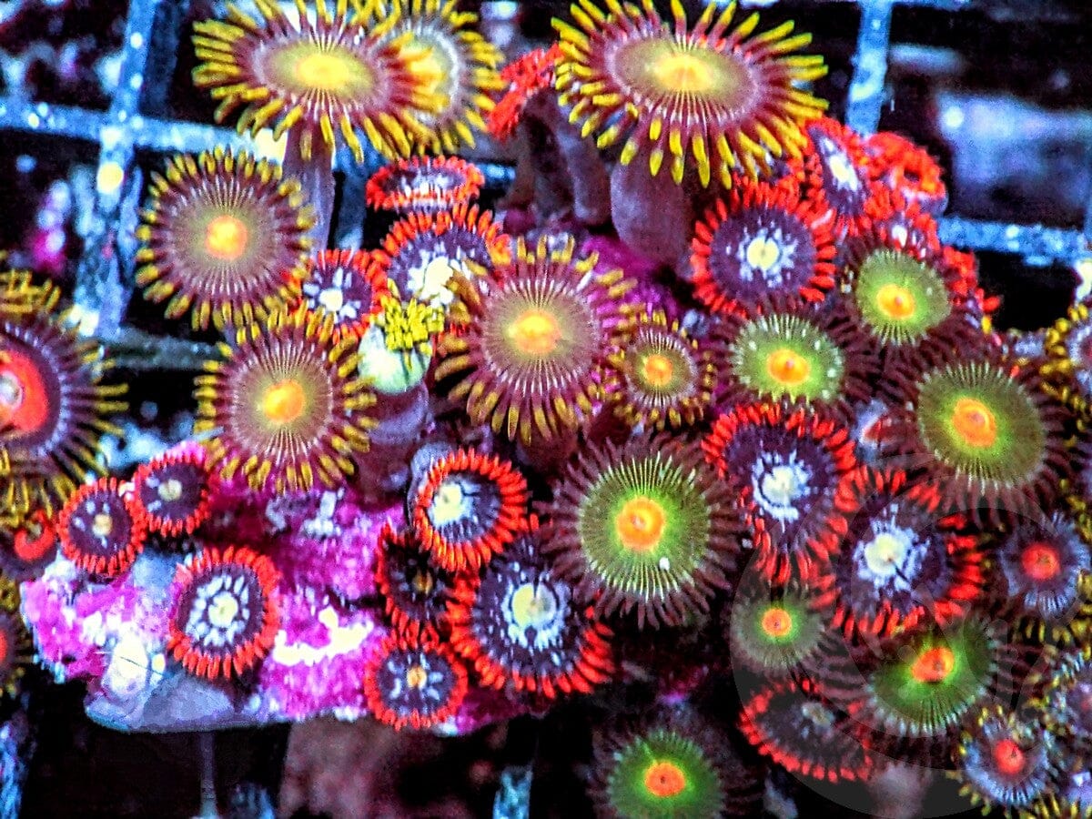 Ultra Zoanthid Combo