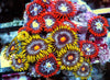 Zoanthid Combo