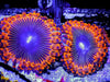 Black Hole Rainbow Zoanthids