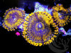 Gold Wrought Iron Zoanthids