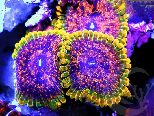 Grand Master Krak Zoanthids