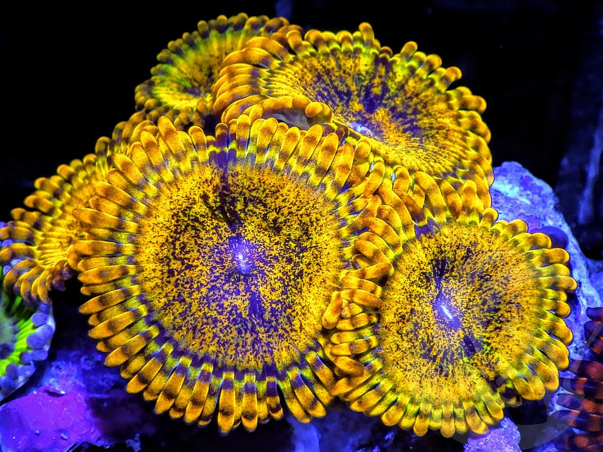 Gold Splarklers Zoanthids