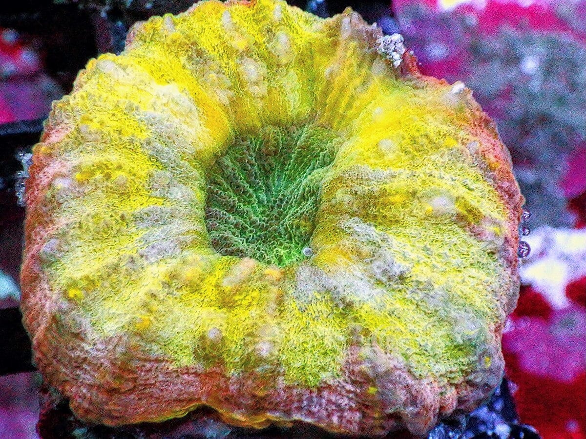 Ultra Lobophyllia
