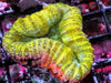 Ultra Lobophyllia