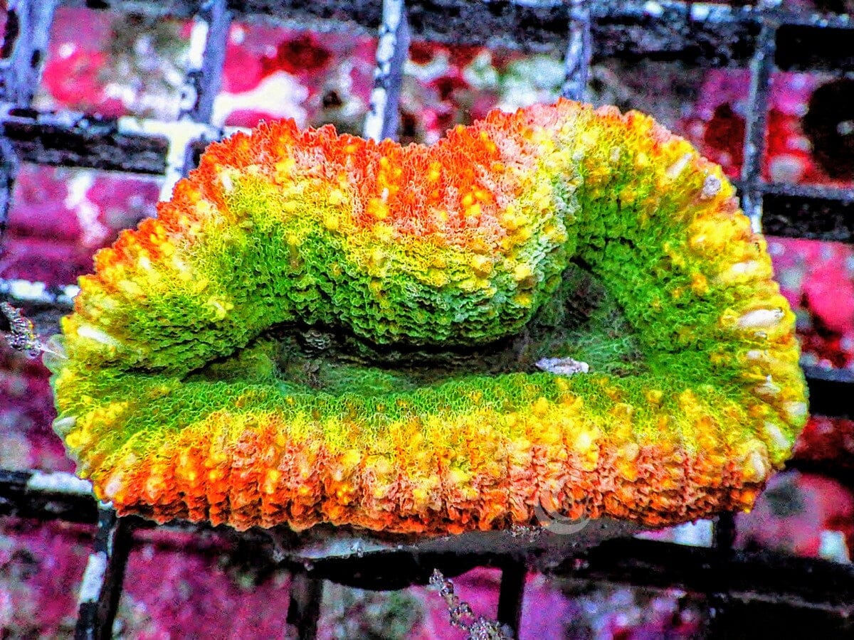 Ultra Lobophyllia