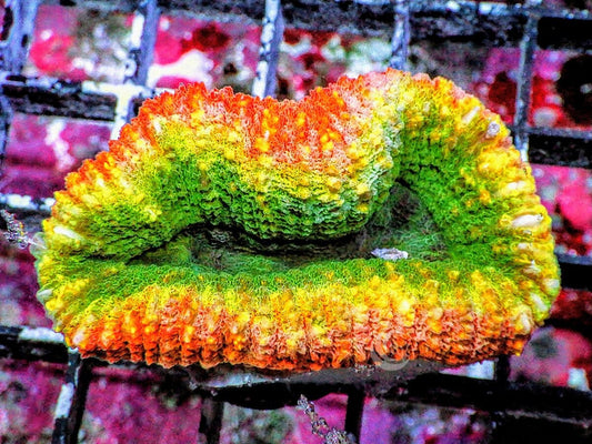 Ultra Lobophyllia