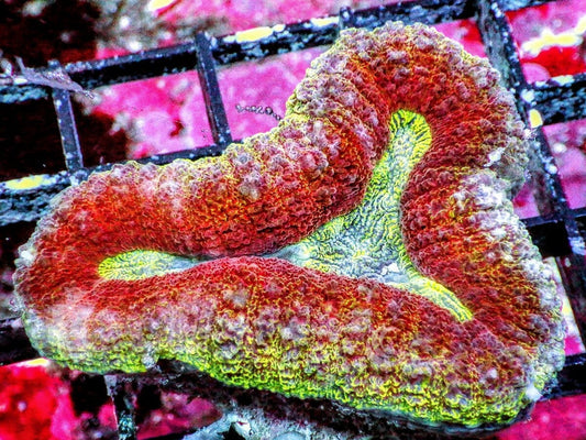 Ultra Lobophyllia