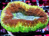 Ultra Lobophyllia