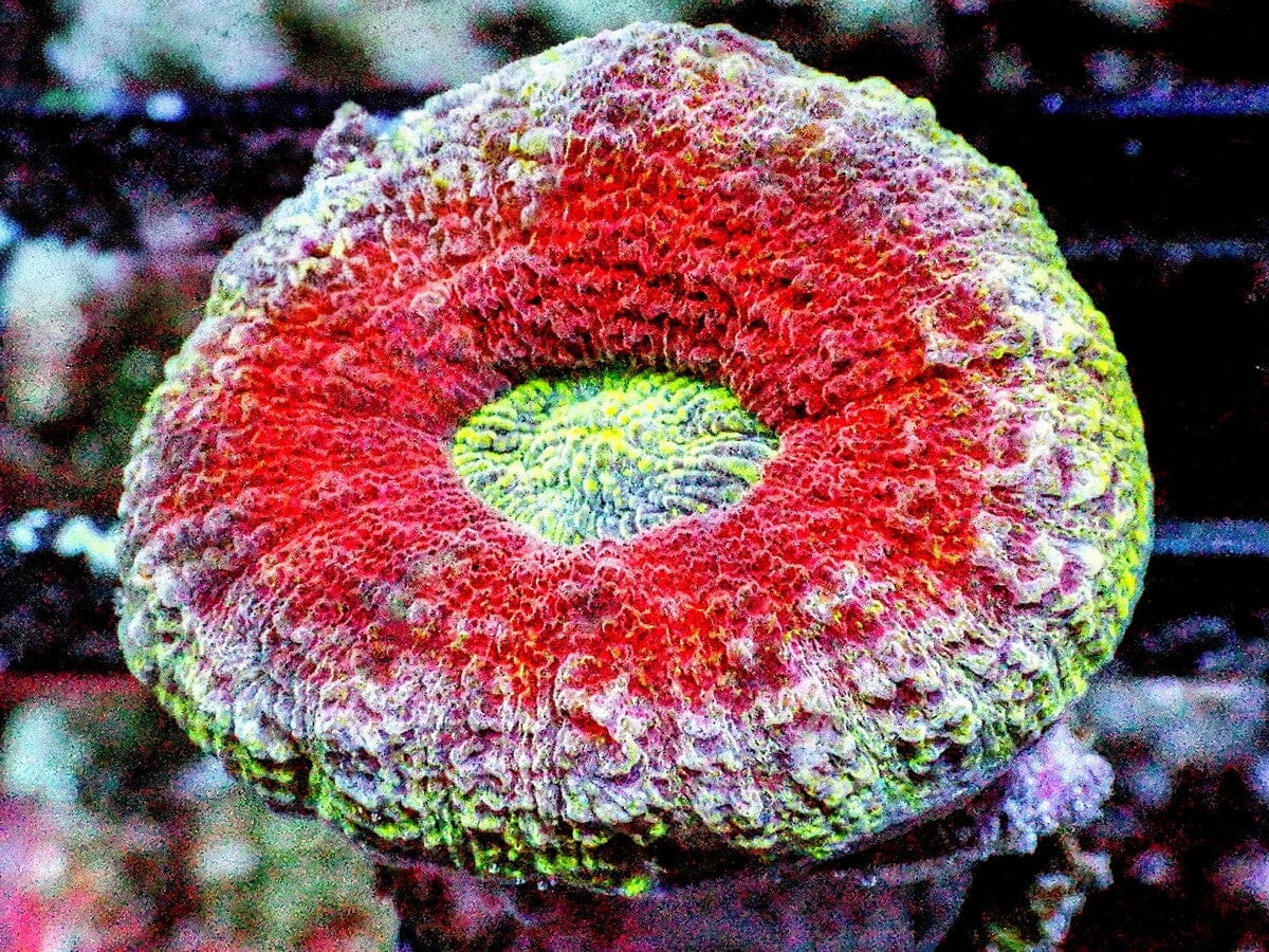 Ultra Lobophyllia