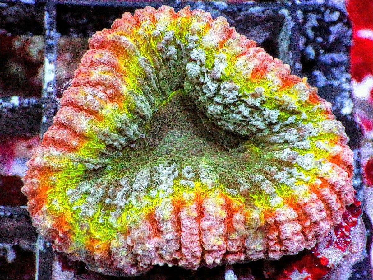 Ultra Lobophyllia