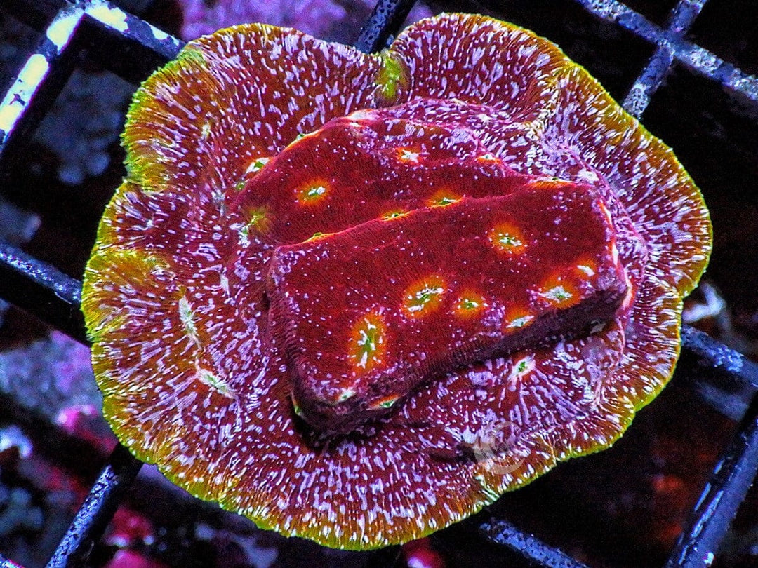 Clepto Leptoseris