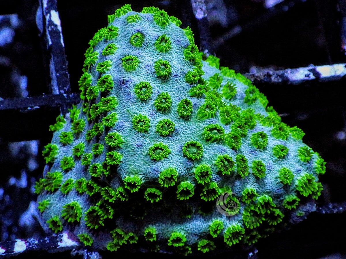 Seafoam Cyphastrea