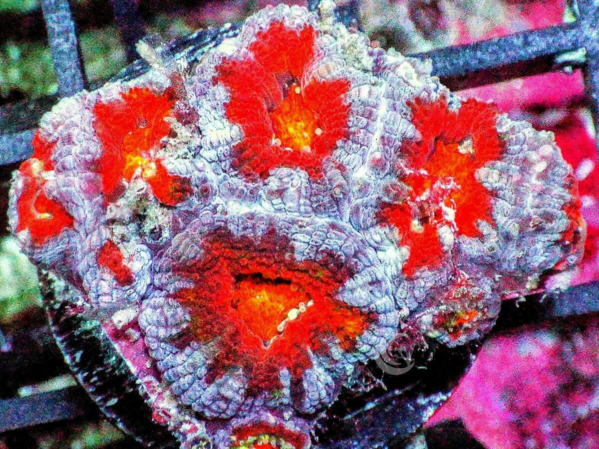 Ultra Acan lordhowensis