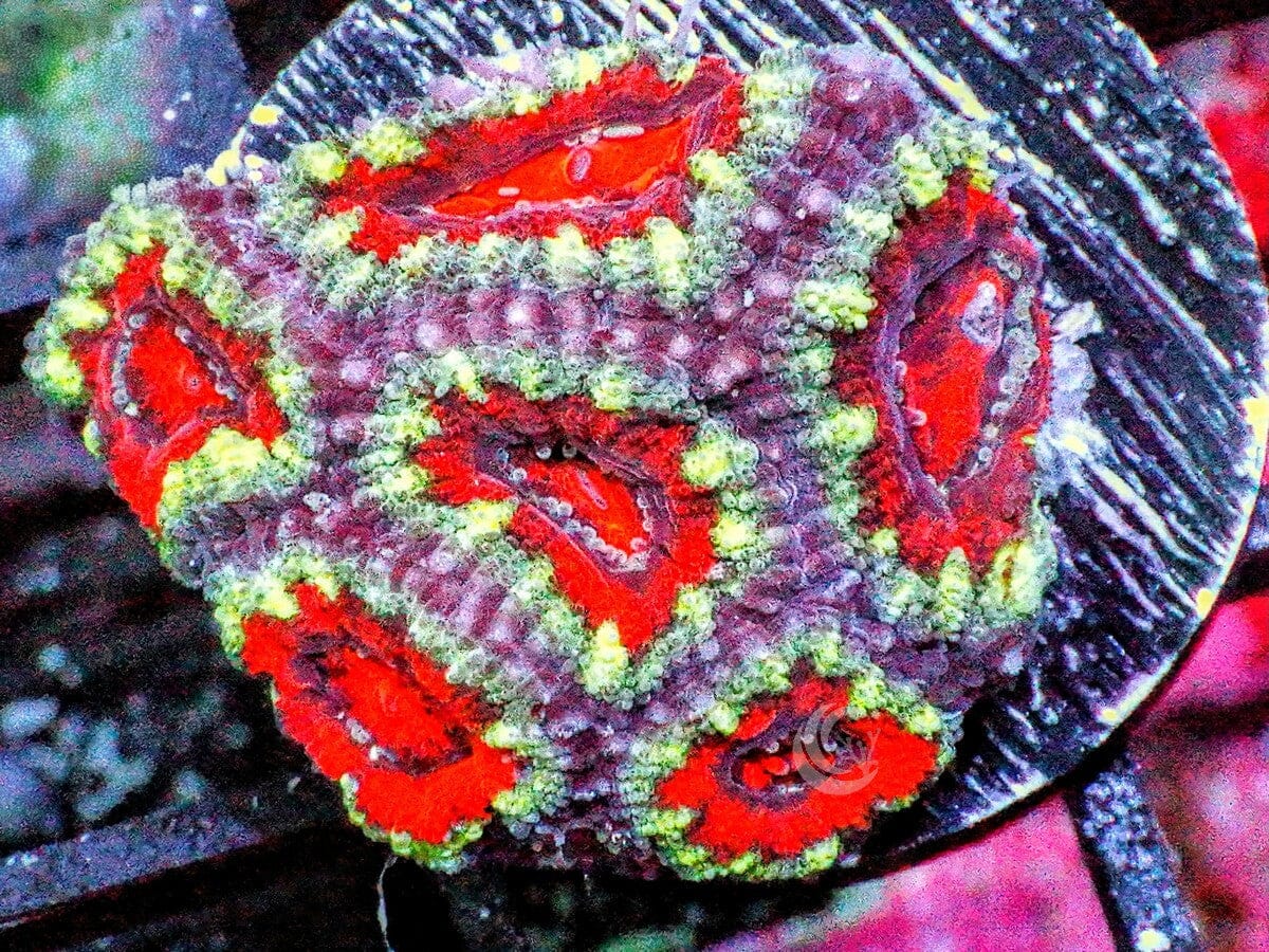 Ultra Acan lordhowensis