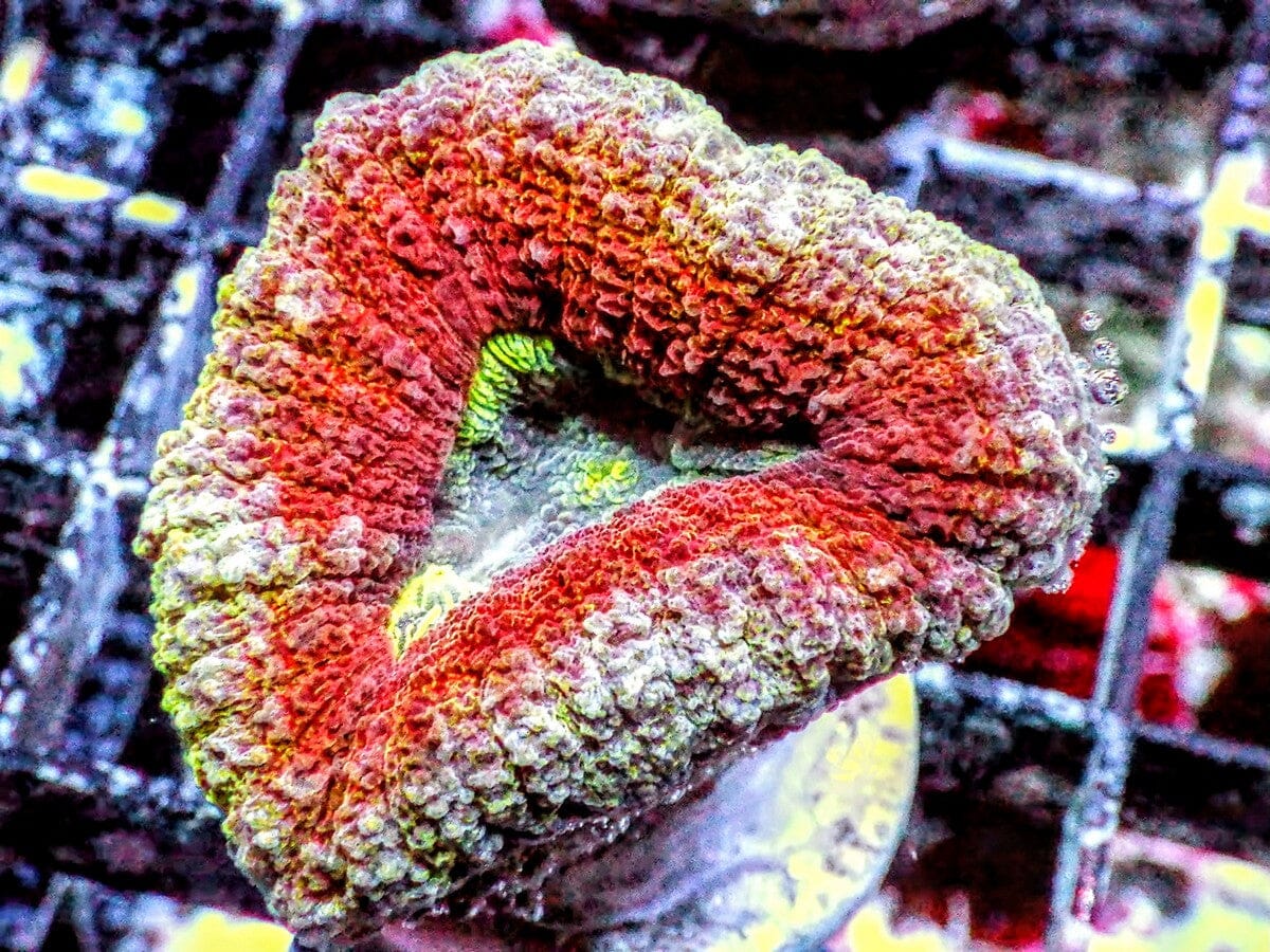 Ultra Lobophyllia