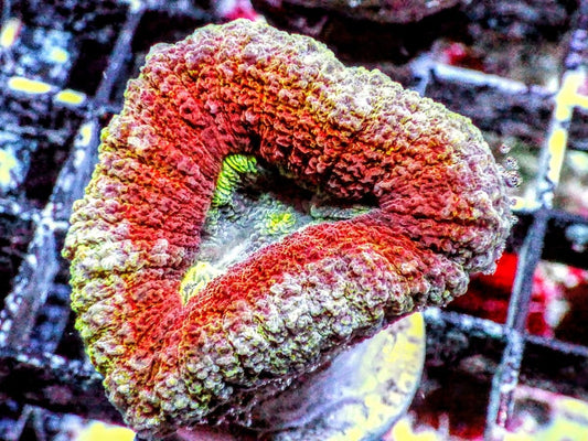 Ultra Lobophyllia