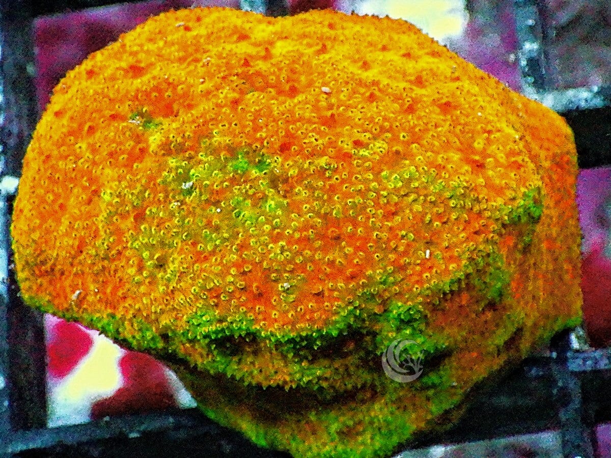 Sun King Psammacora